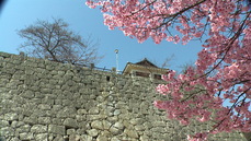 4月1日の松山城-桜開花は0.5部咲き-2