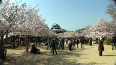 松山城の桜満開
